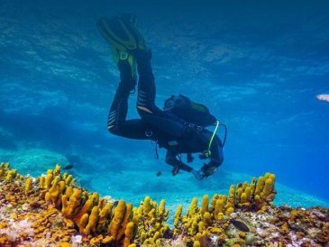 Marc García, révolutionne la santé des océans avec Underwater Gardens International